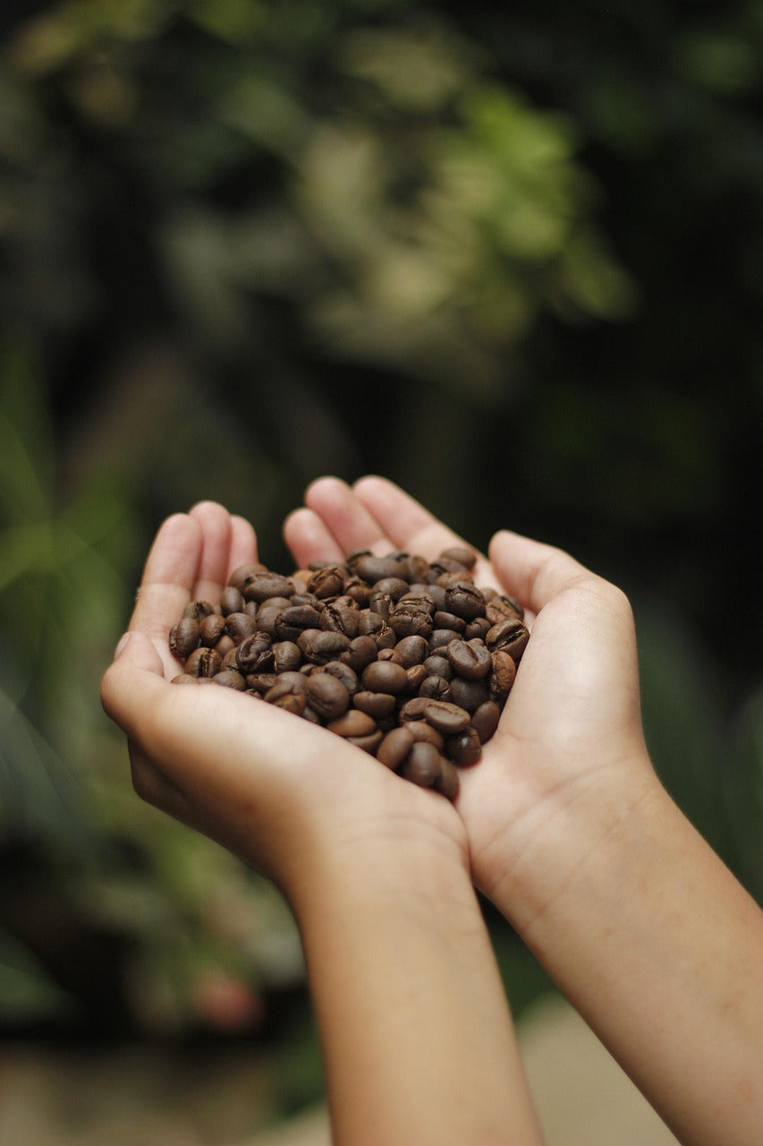 granos de café de especialidad recién tostados listos para disfrutar en casa